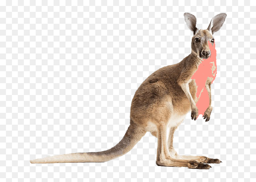Kangaroo Wallaby Png Transparent - Kangaroo Drawing Png, Png Download - kangaroo png