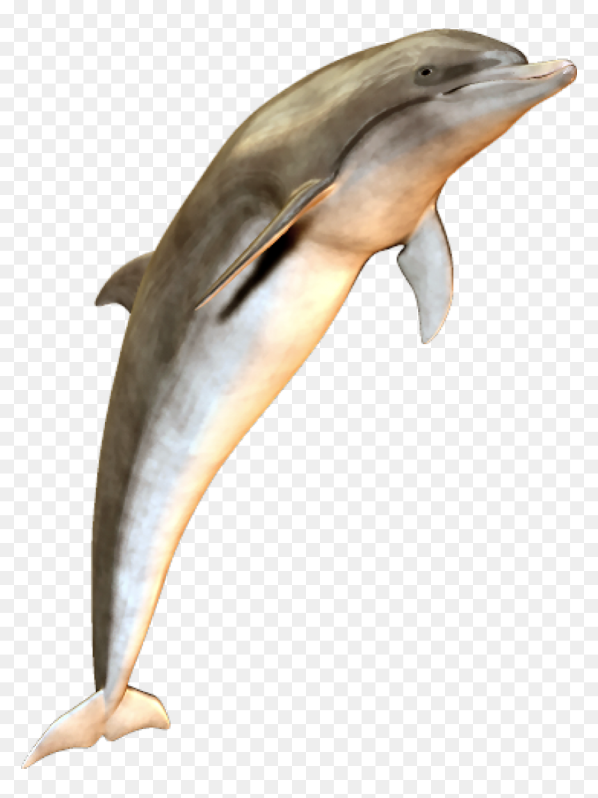 Cute Jumping Dolphin Png Image - Dolphin, Transparent Png - dolphins png