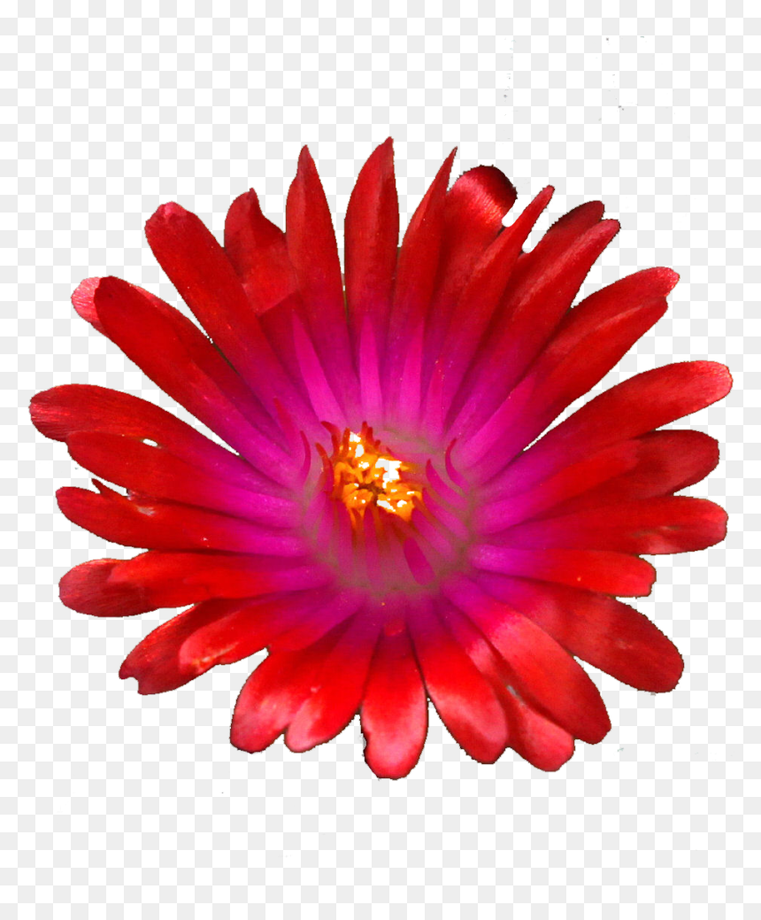 Red Jewel Png , Png Download - Hair Tie, Transparent Png - jewel png
