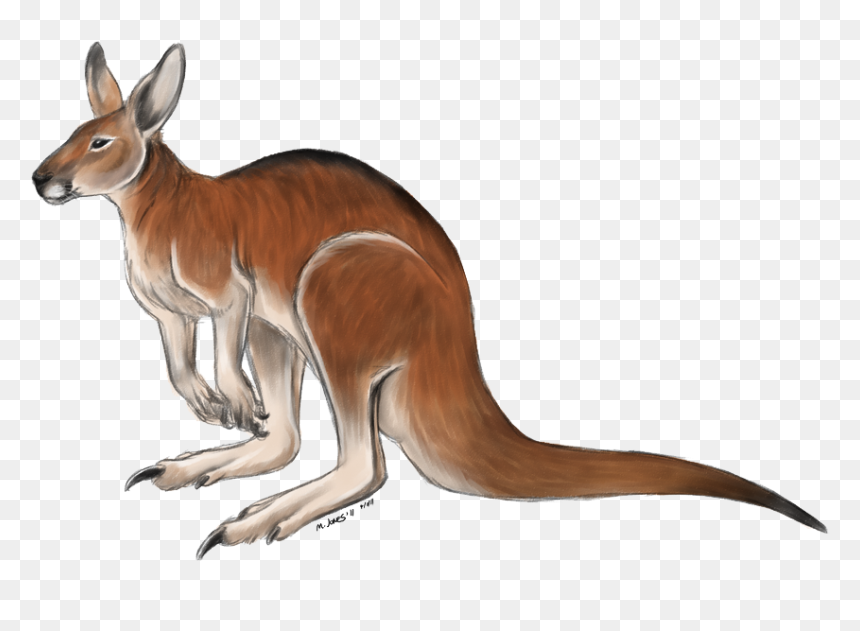 Kangaroo Free Png Image - Coloured Picture Of Kangaroo, Transparent Png - kangaroo png