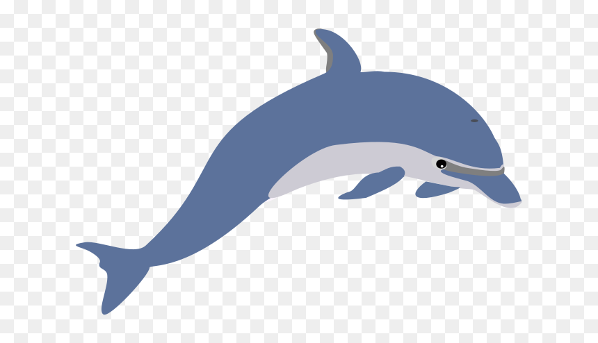 723px-dolphin Enrique Meza C - Dolphin Clipart Png, Transparent Png - dolphins png