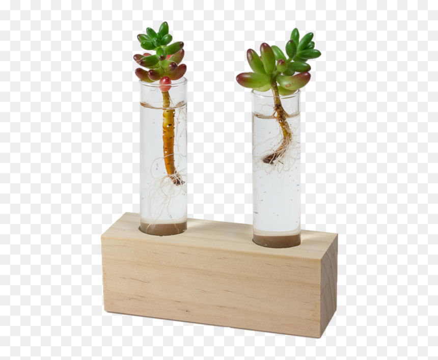 Houseplant, HD Png Download - test tube png