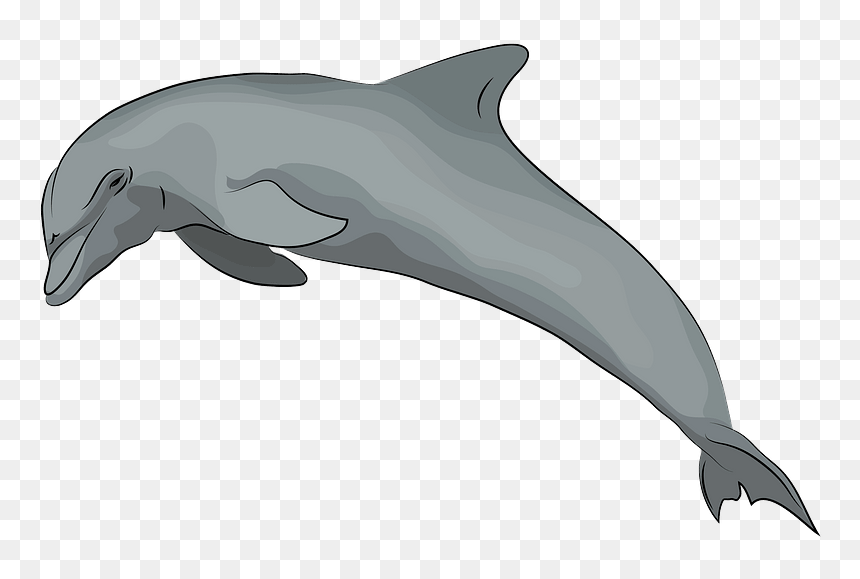Dolphin Clipart - Common Bottlenose Dolphin, HD Png Download - dolphins png