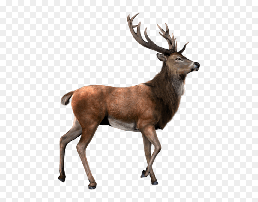 Thumb Image - Transparent Background Reindeer Png, Png Download - elk png