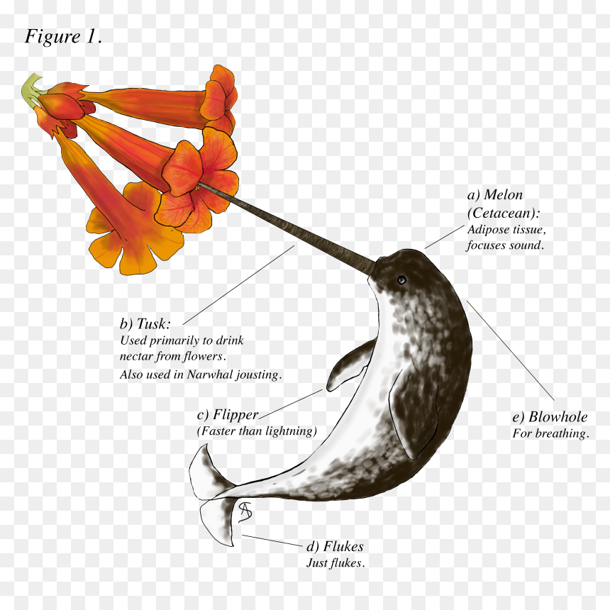 Illustration, HD Png Download - narwhal png