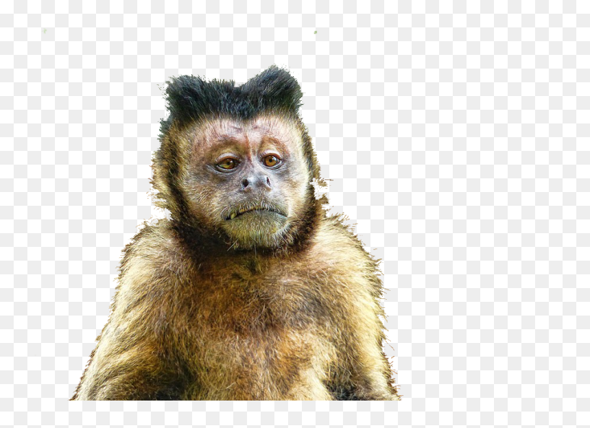 Transparent Money Background Png - Herpes Monkeys Florida, Png Download - yaranaika png