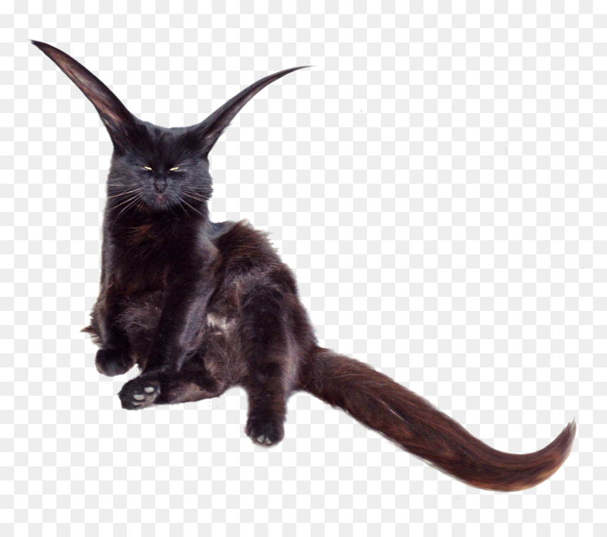 Black Cat, HD Png Download - kangaroo png