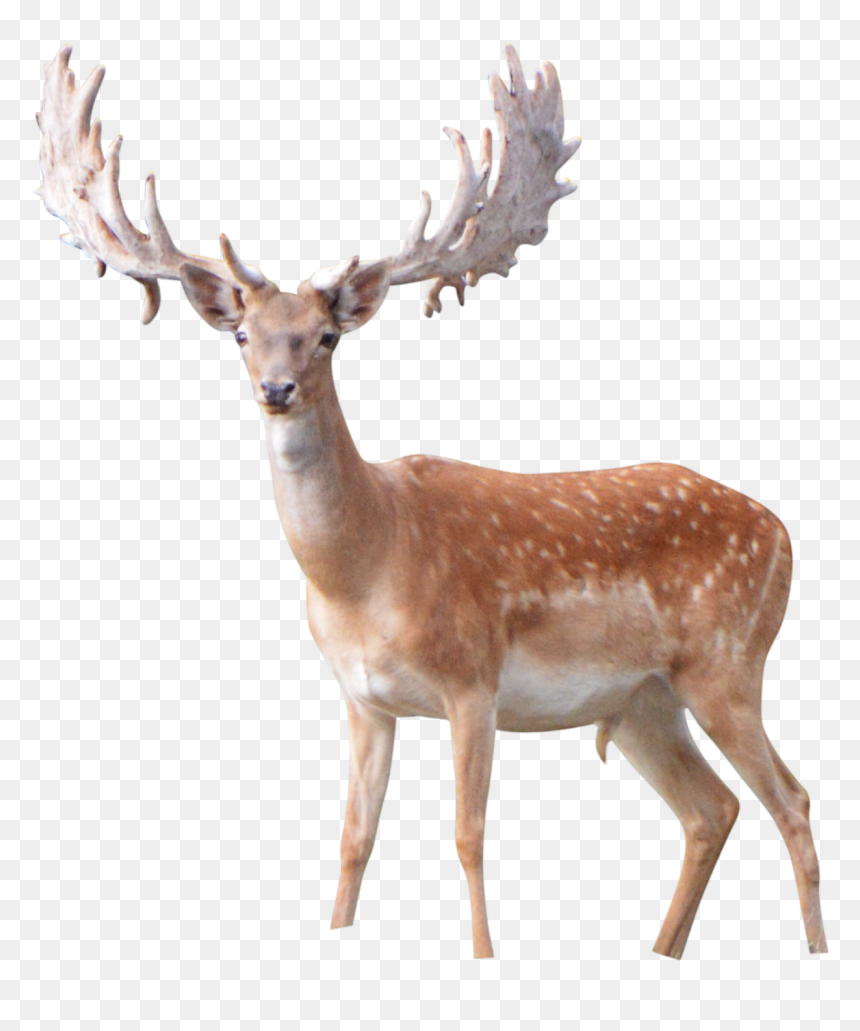 Elk Png Image File - Portable Network Graphics, Transparent Png - elk png