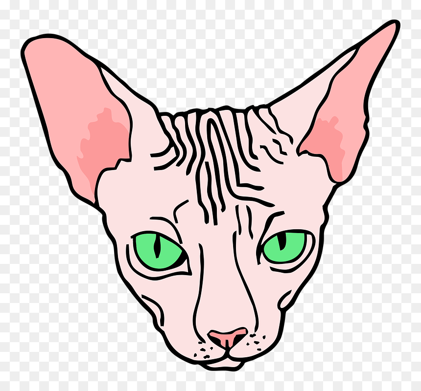 Sphynx Cat Head Png, Transparent Png - sphinx png