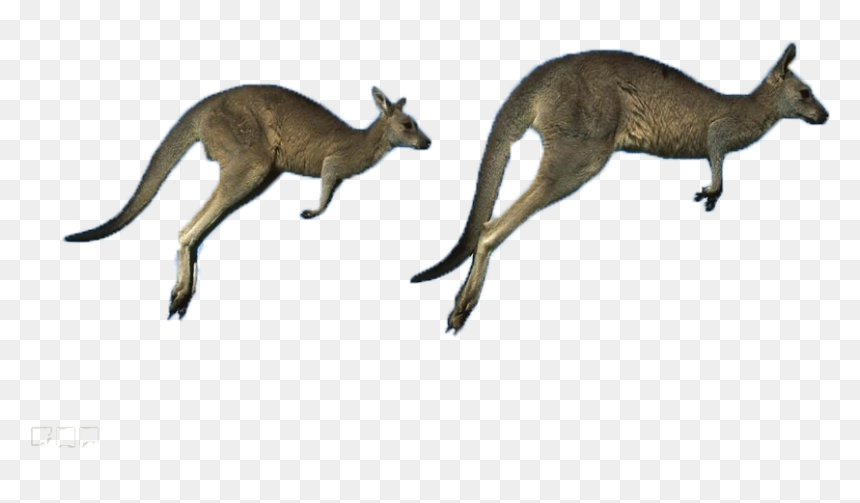 Australia Eastern Kangaroo Grey Running Western Kangaroos - Kangaroos Jumping, HD Png Download - kangaroo png