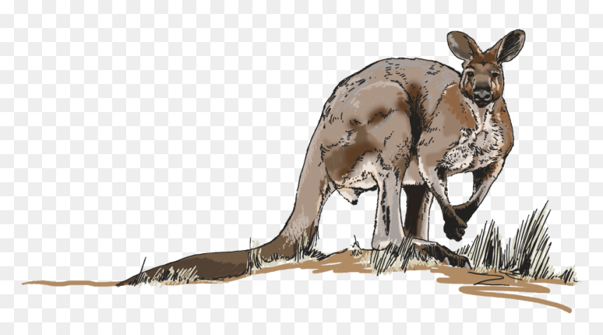 Illustrations For Any Media - Kangaroo, HD Png Download - kangaroo png