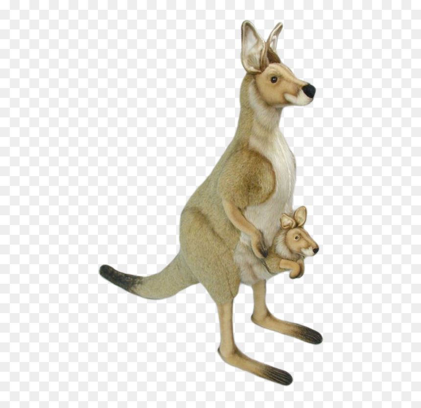 Kangaroo Png Download - Kangaroo, Transparent Png - kangaroo png