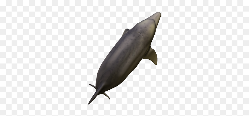 Common Bottlenose Dolphin, HD Png Download - dolphins png