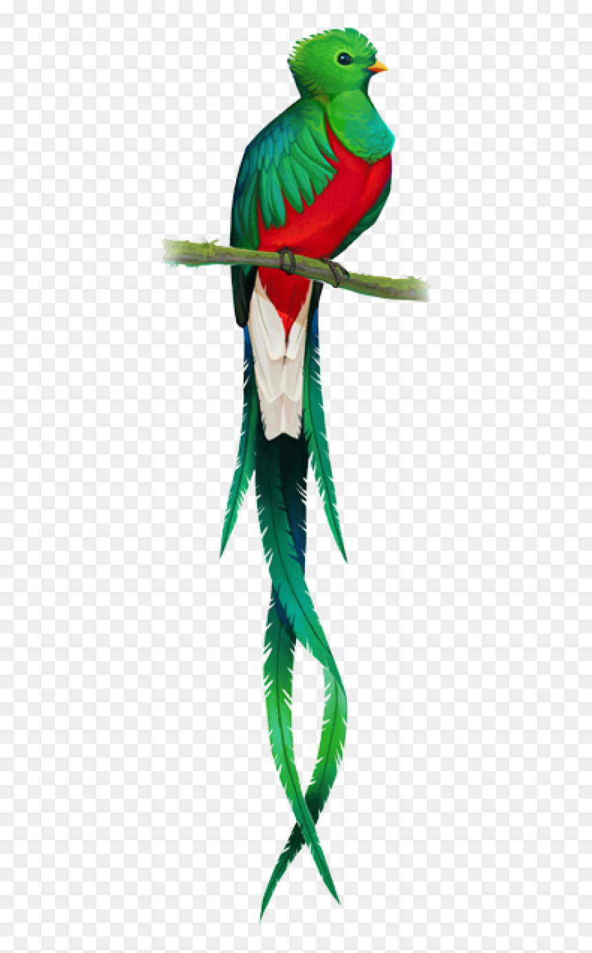 Quetzal Transparent Background, HD Png Download - yaranaika png