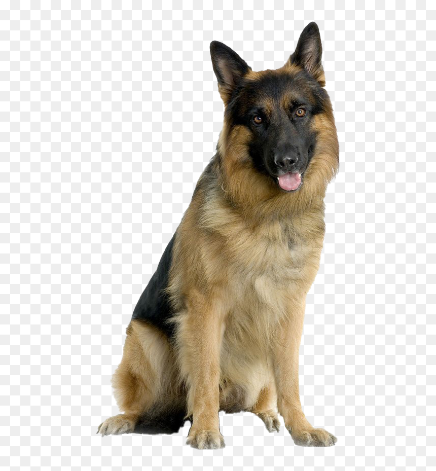 German Shepherd Dog Png Photo - German Shepherd Dog Png, Transparent Png - dog.png