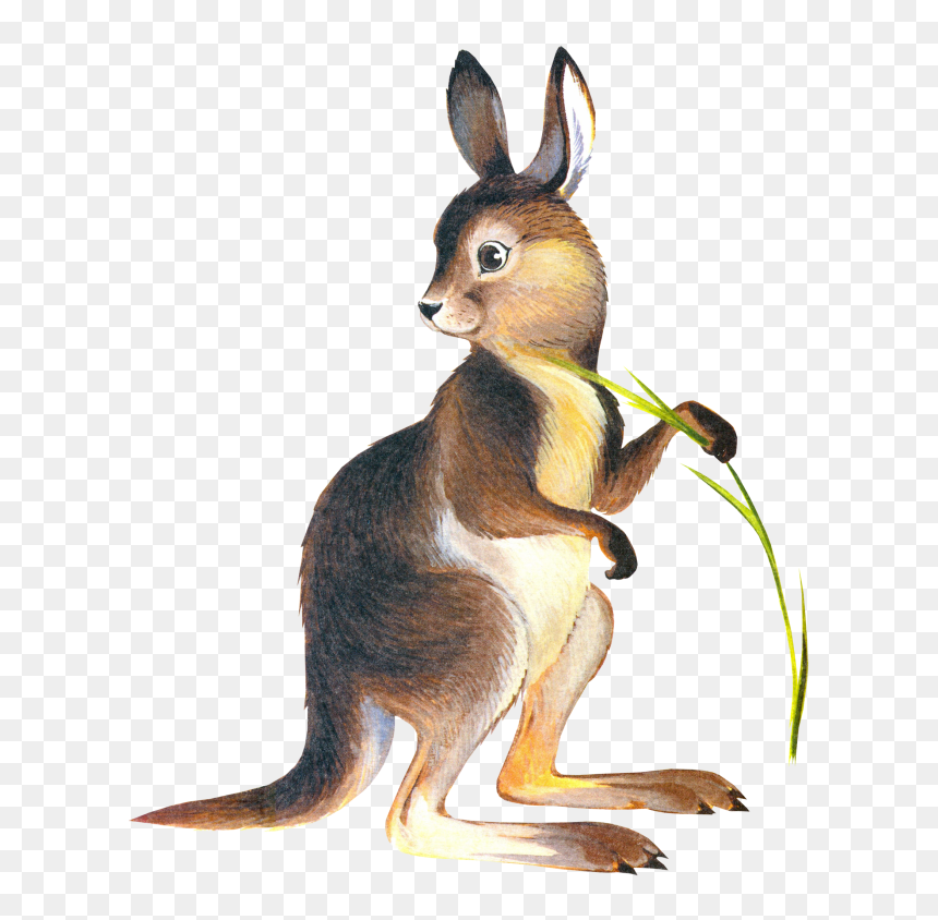 Kangaroo Drawing Marsupial Clip Art - Canguro Y El Conejo, HD Png Download - kangaroo png
