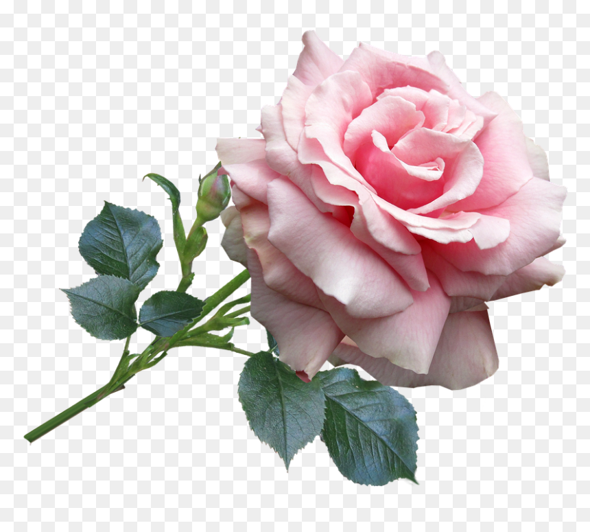 Feliz Dia De Lás Madres, HD Png Download - rosa png