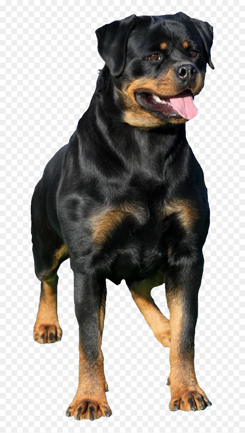 Rottweiler - Rottweiler Png, Transparent Png - dog.png