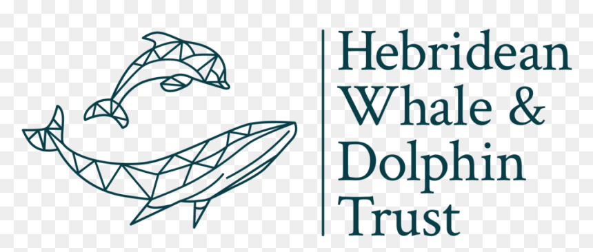 Dolphins Png, Transparent Png - dolphins png