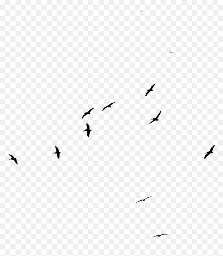 Thumb Image - Flock, HD Png Download - storm png