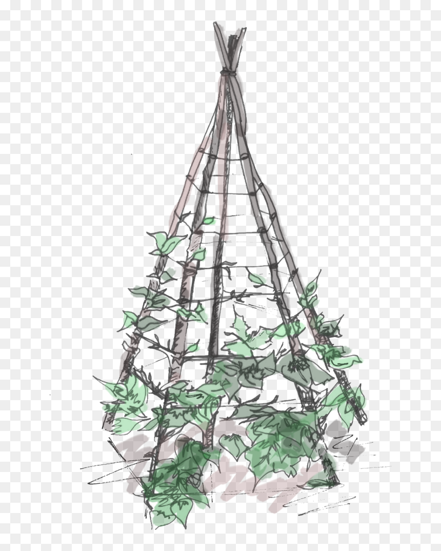 Plant Teepee , Png Download - Christmas Tree, Transparent Png - teepee png