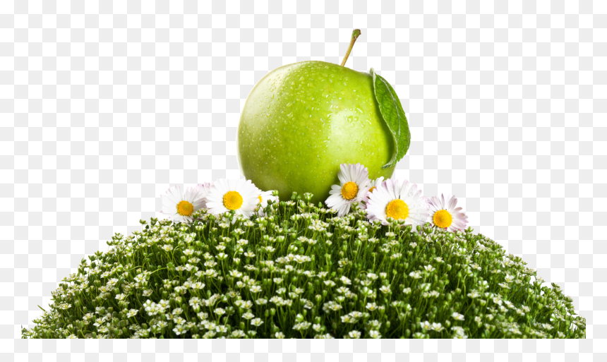 Granny Smith, HD Png Download - green apple png