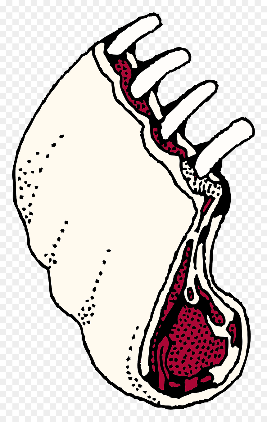 Lamb Rack Clipart, HD Png Download - ribs png