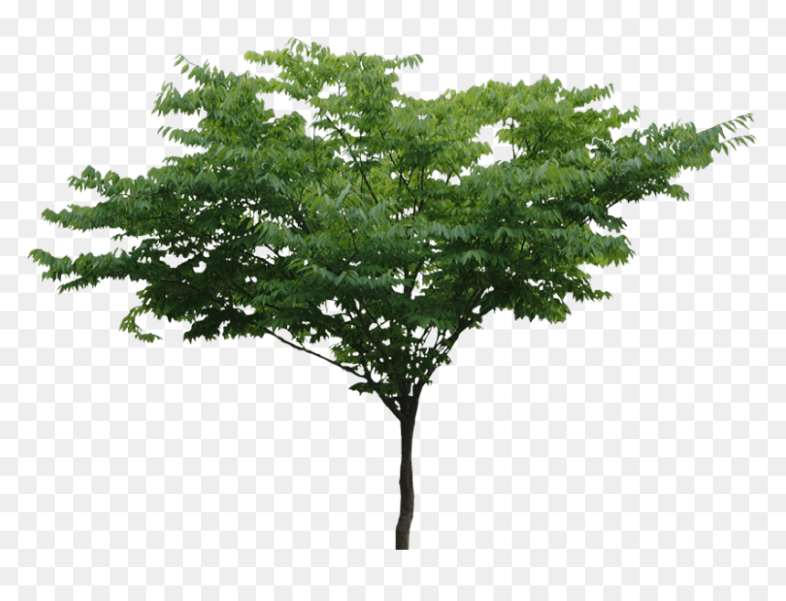 Thumb Image - Tree Png Free, Transparent Png - tree .png