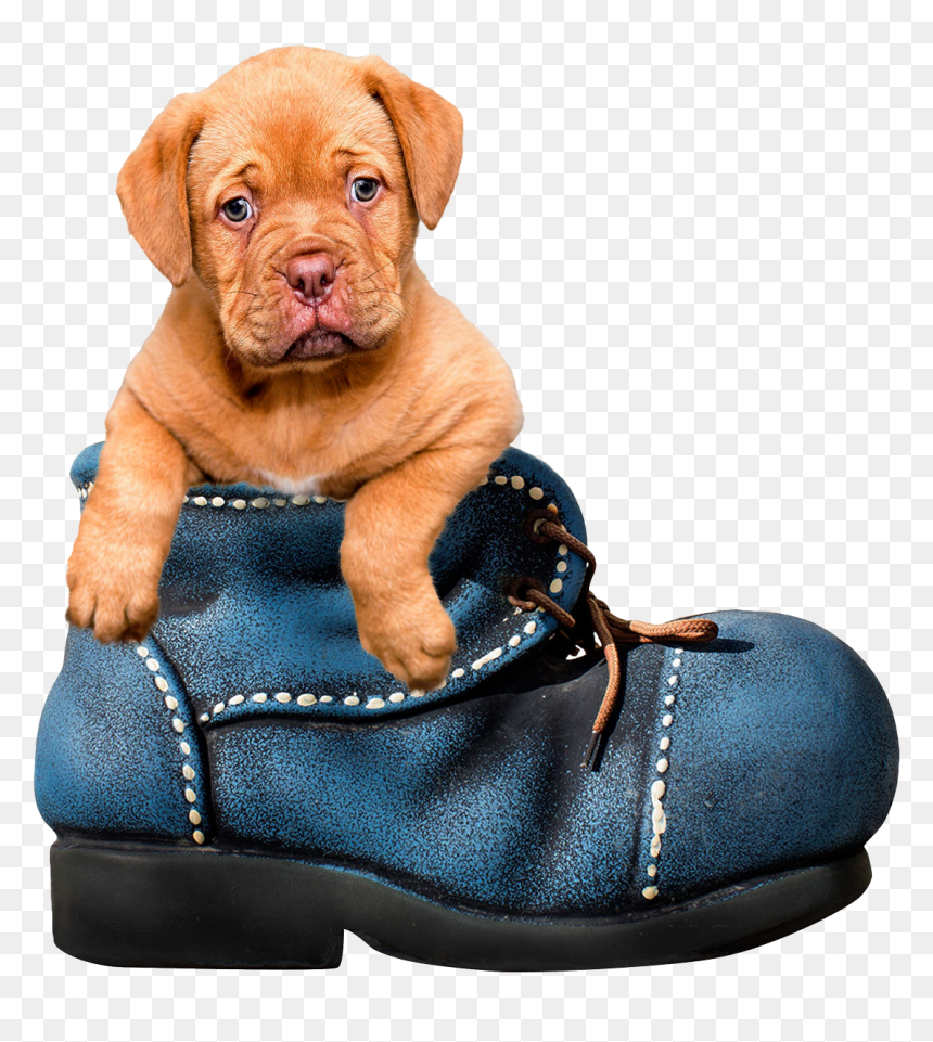Puppy Dog Png Transparent Image - Transparent Background Dog Cute Png, Png Download - dog.png