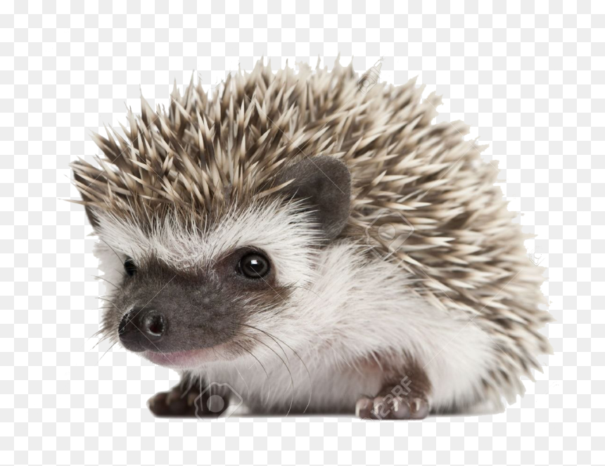 Fox Knows Many Things But The Hedgehog Knows One Big, HD Png Download - hedgehog png