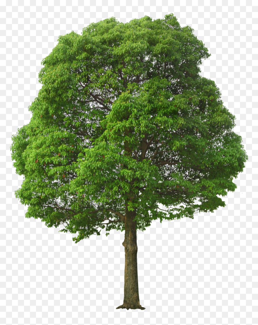 Green Tree Png - Tree Png, Transparent Png - tree .png
