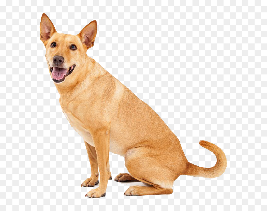 Carolina Dog, HD Png Download - dog.png