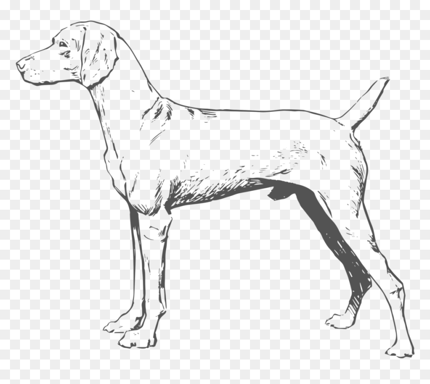 Dog-png - Harrier, Transparent Png - dog.png