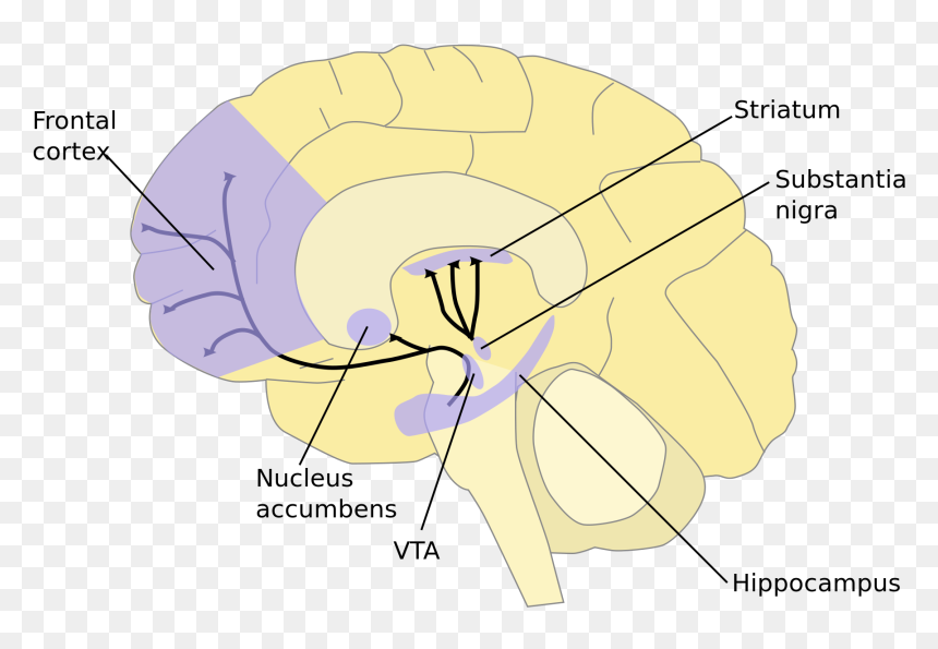 Reward And Motivation Brain, HD Png Download - goals png