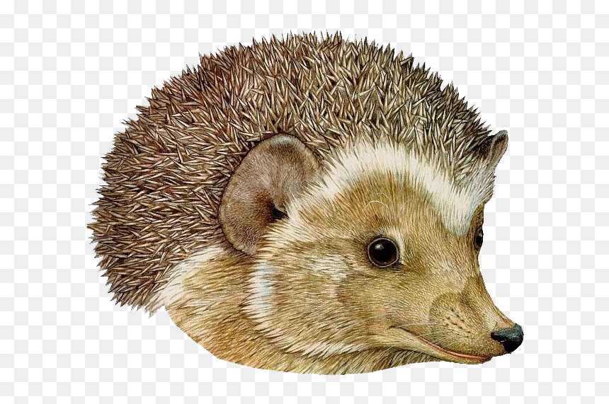 Hat By Jan Brett Hedgehog, HD Png Download - hedgehog png
