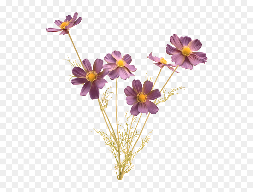 Luxury Purple Blue Cosmos - Angel Wishes Good Morning, HD Png Download - flower stem png