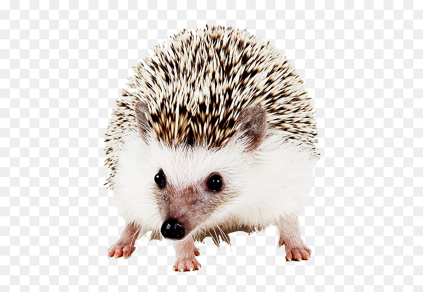 Hedgehog Png Image File - Domesticated Hedgehog, Transparent Png - hedgehog png
