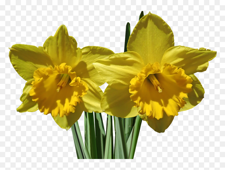 Żonkile Png, Transparent Png - flower stem png