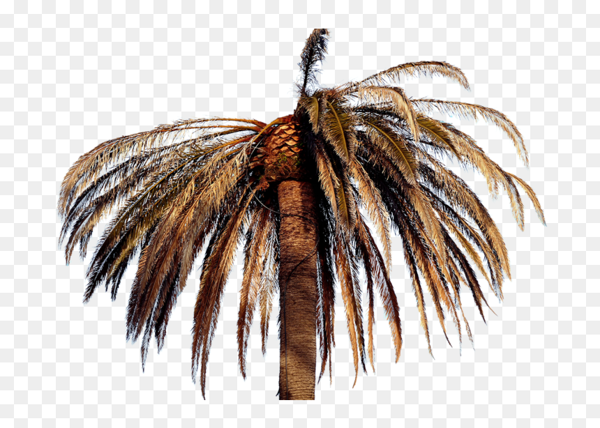 Papillon Palmier, HD Png Download - tree .png