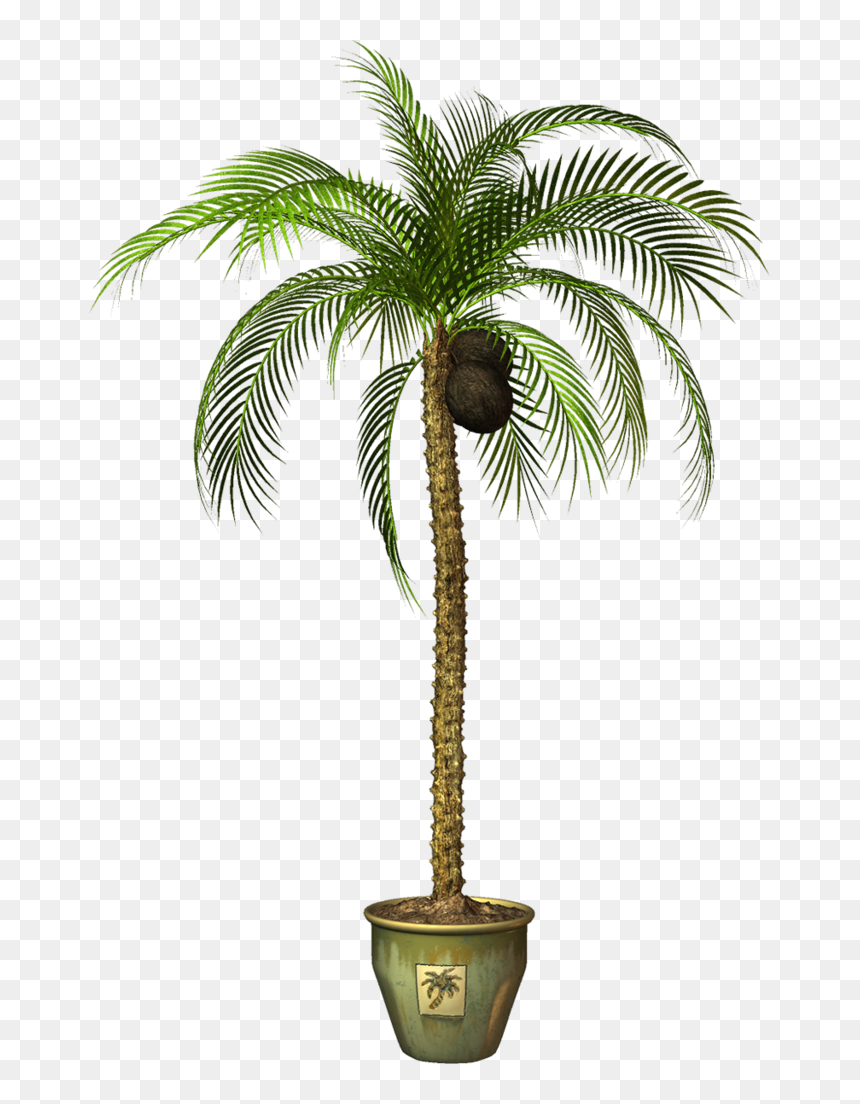 Transparent Palm Tree - Coconuts Tree Drawings, HD Png Download - tree .png