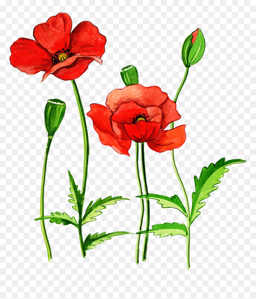 Poppy, HD Png Download - flower stem png