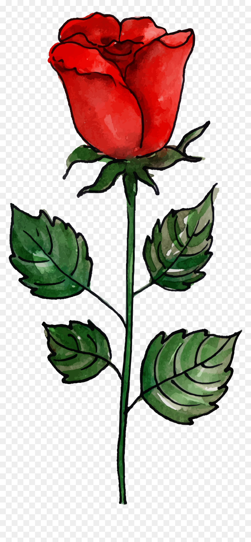 Garden Roses, HD Png Download - flower stem png