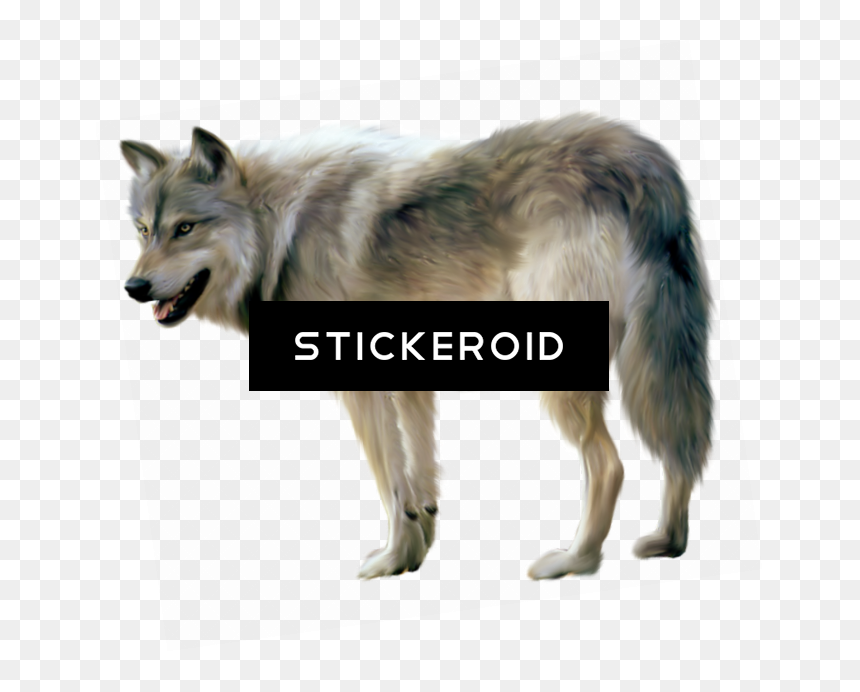 Treasury Of Modern Superstitions And Charms [book] - Transparent Background Wolf Png, Png Download - black wolf png