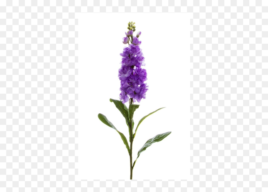 Fernleaf Lavender, HD Png Download - flower stem png