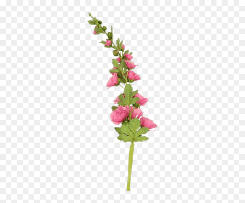 Transparent Hollyhock Png, Png Download - flower stem png
