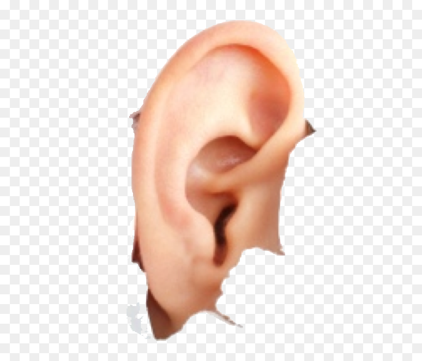 Human Ear Png Image - Does Hyperacusis Look Like, Transparent Png - piercing png