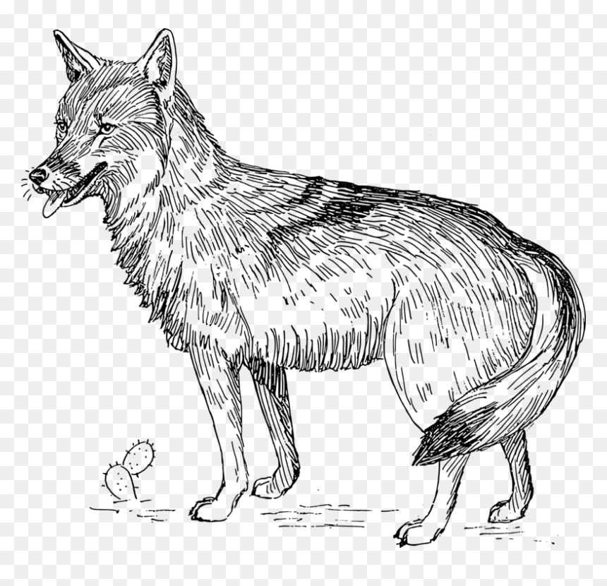 Line Art,wildlife,carnivoran - Coyote Clipart Black And White, HD Png Download - black wolf png