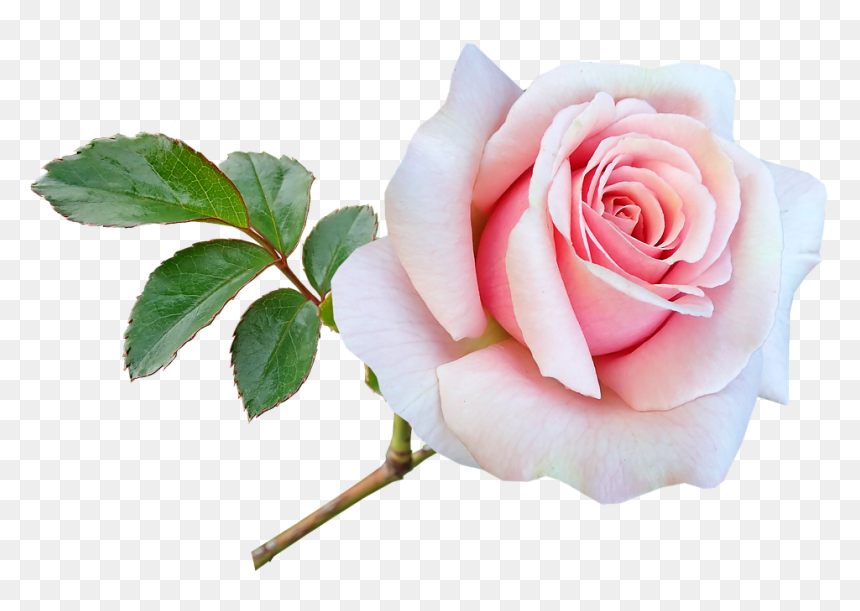 Garden Roses, HD Png Download - flower stem png