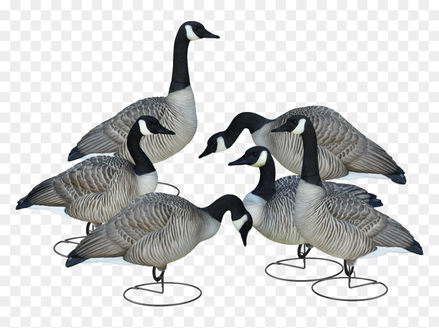 Livecraft™ Full Body Geese - Goose, HD Png Download - goose png