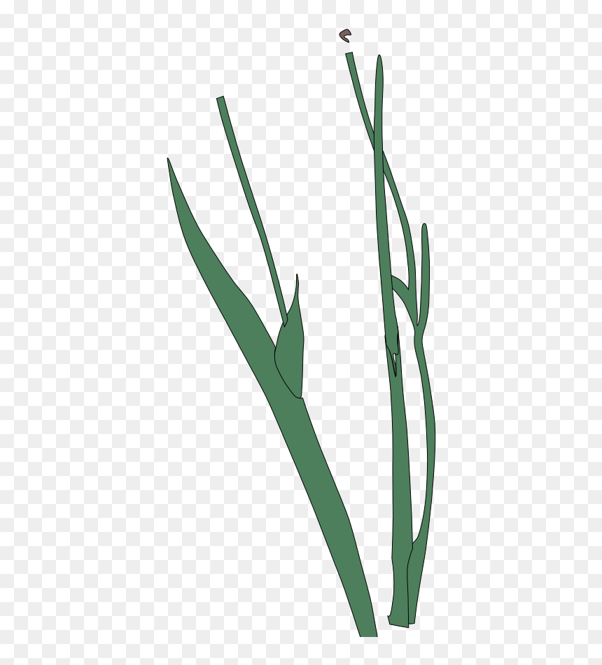 Illustration, HD Png Download - flower stem png